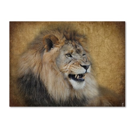 Jai Johnson 'Snarling Male Lion Portrait' Canvas Art,24x32